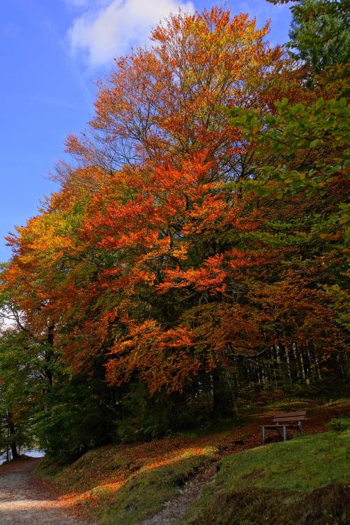 autumn mood tree golden autumn