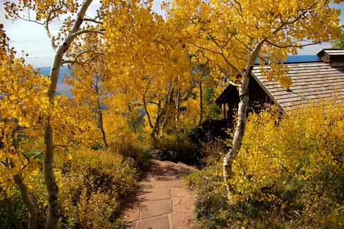 autumn on grand mesa  yellow  golden
