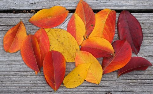 autumn palette crepe myrtle leaves crepe myrtle