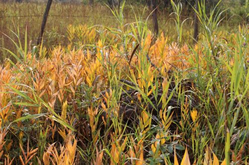 Autumn Prairie Grass Yellow Leaves