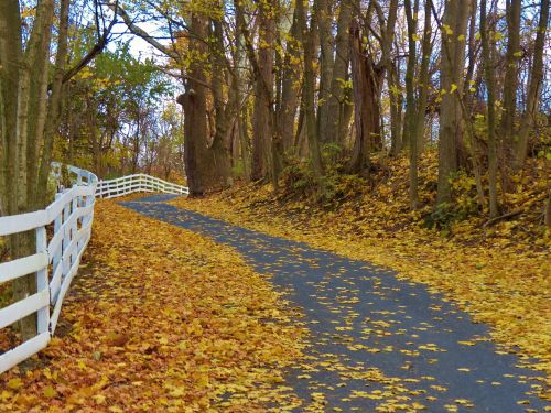 Autumn Road