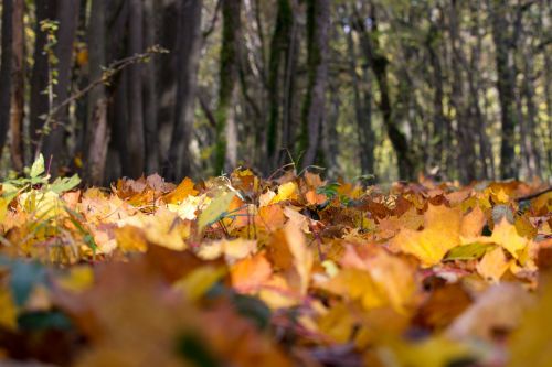 autumn run leaves autumn