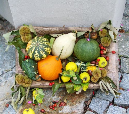 autumn scenery töktermés colorful pumpkins