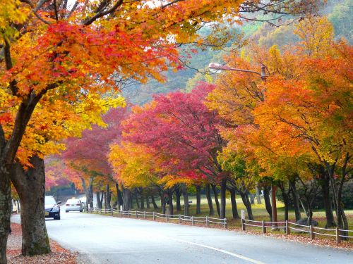 autumn season colorful leaves maple leaves