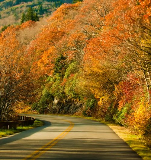 Autumn Season Road