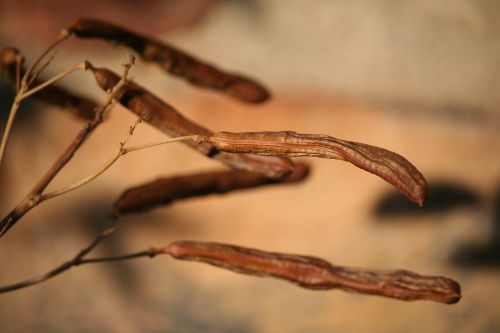 autumn seeds golden brown