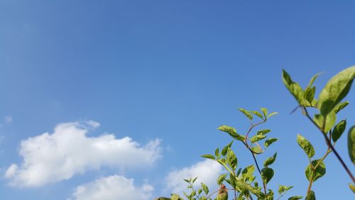 autumn sky schisandra cloud