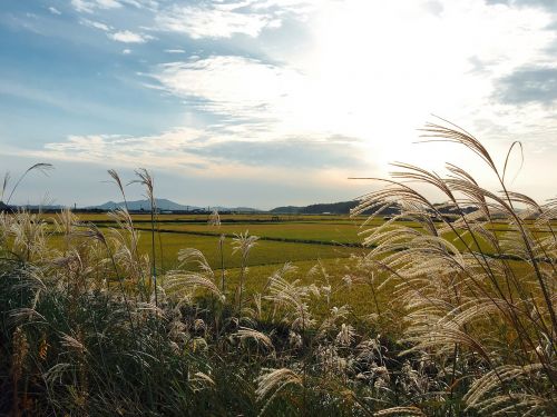 autumn sky reed silver grass