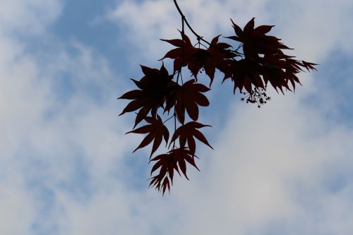 autumn sky autumn leaves backlight