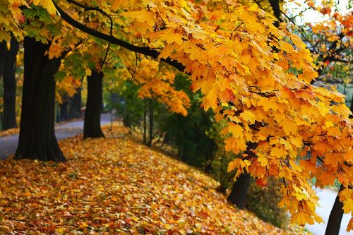 Autumn Smiling