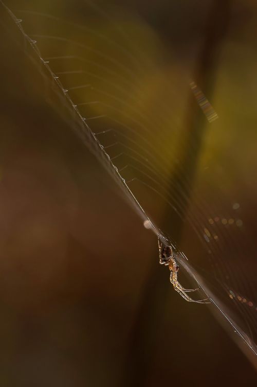 autumn spider metellina segmentata female