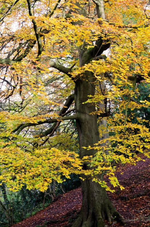 Autumn Tree