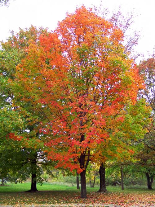 Autumn Tree