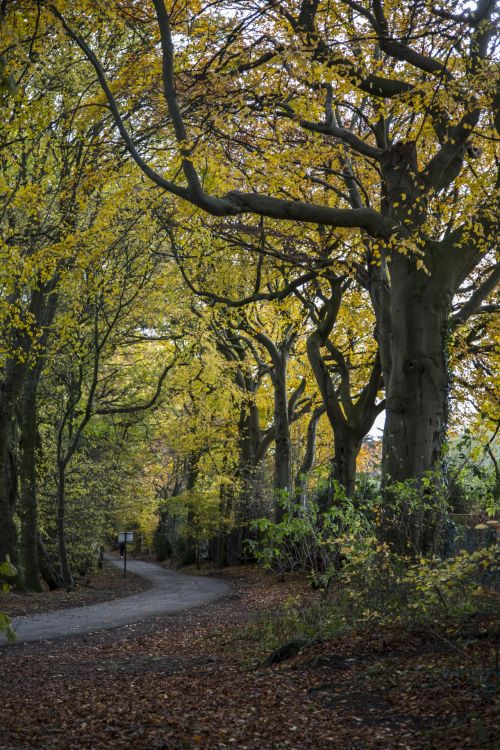 Autumn Tree