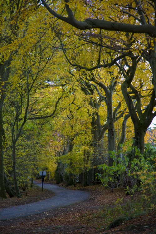 Autumn Tree