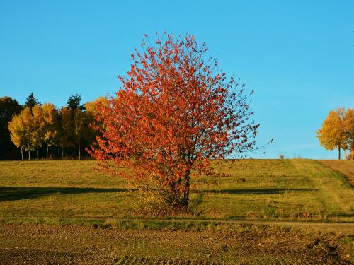 autumn tree autumn landscape