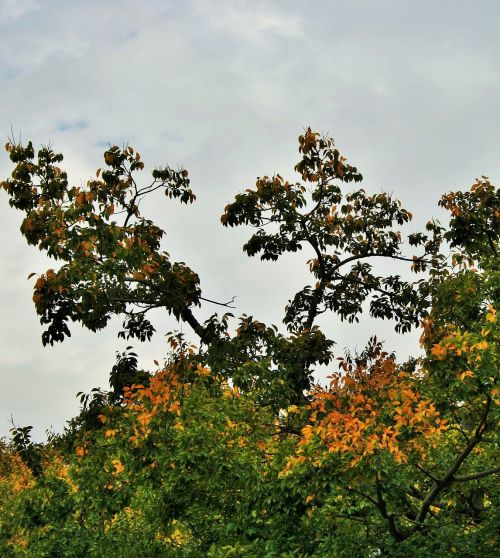 autumn tree tree autumn