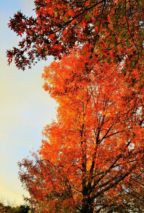 autumn tree tree orange