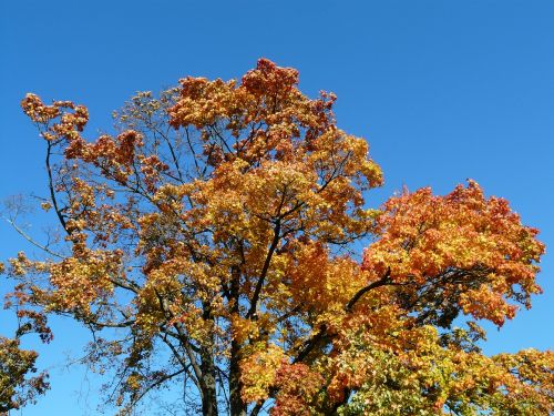 autumn tree maple autumn