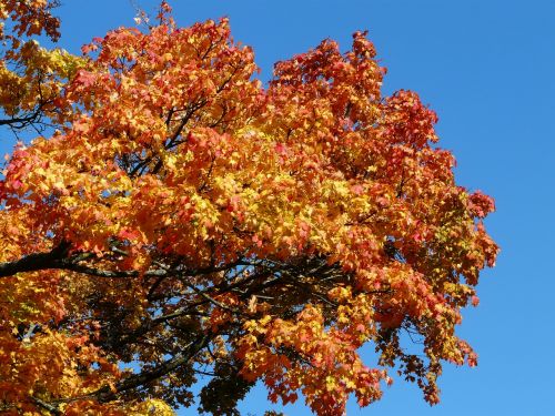 autumn tree maple coloring