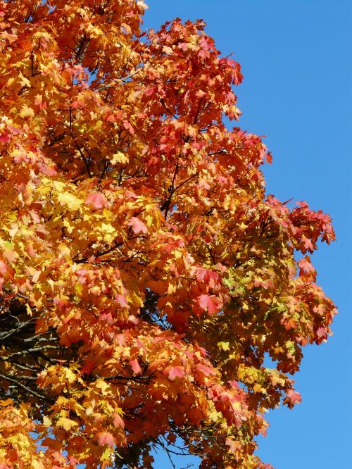 autumn tree red yellow