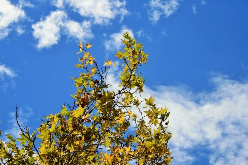 Autumn Tree Against Blue Sky