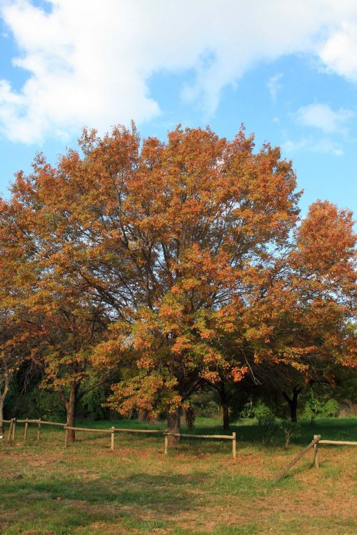 Autumn Tree And Fence