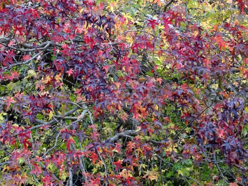 Autumn Tree Leaves Colors