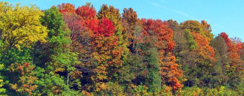 Autumn Trees