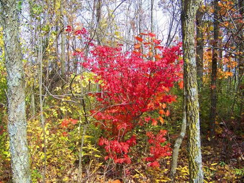 Autumn Trees