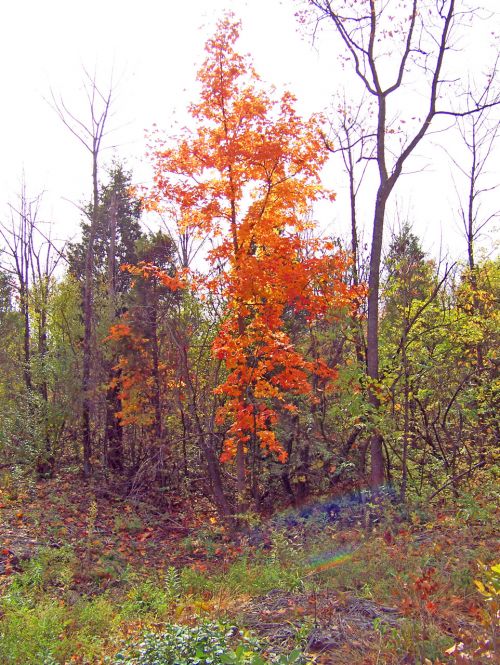 Autumn Trees