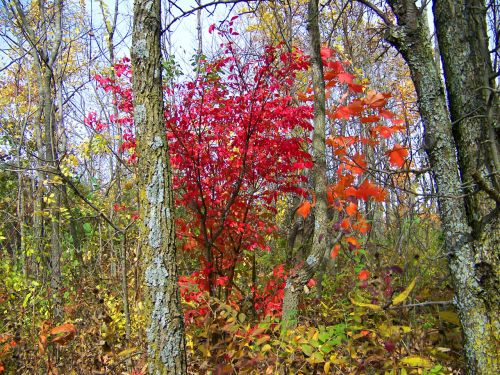 Autumn Trees