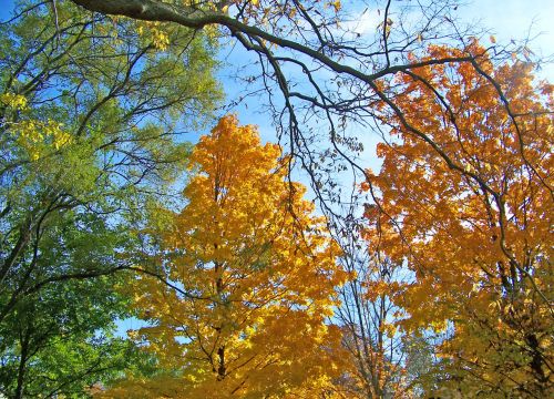 Autumn Trees