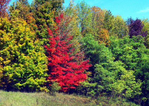 Autumn Trees