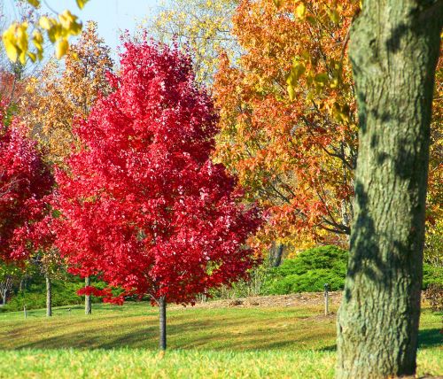 Autumn Trees