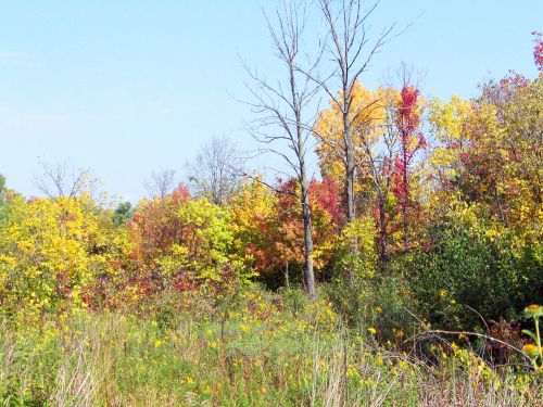 Autumn Trees