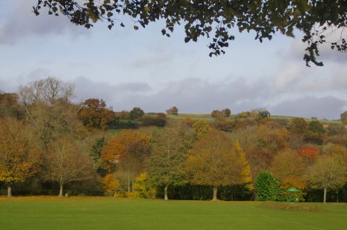 Autumn Trees