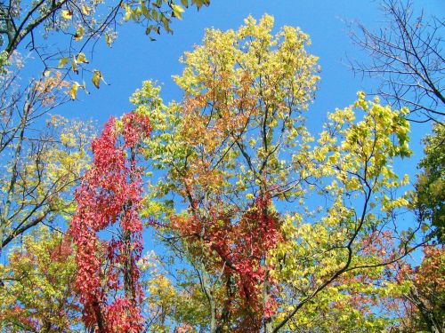 Autumn Trees