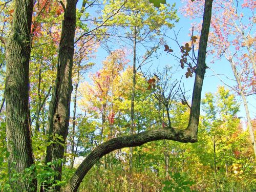 Autumn Trees