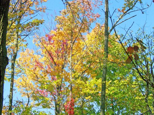 Autumn Trees