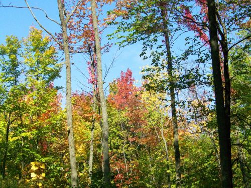 Autumn Trees