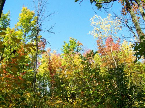 Autumn Trees