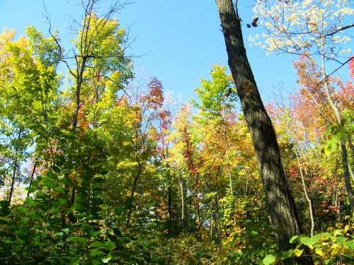 Autumn Trees