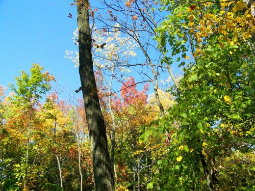 Autumn Trees