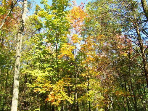 Autumn Trees