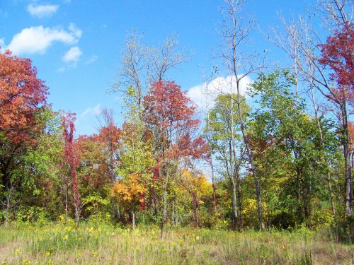 Autumn Trees