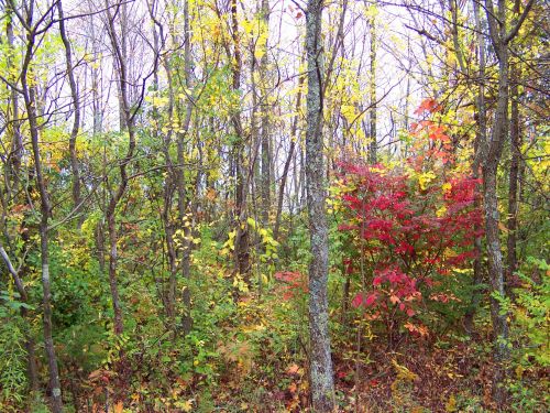 Autumn Trees