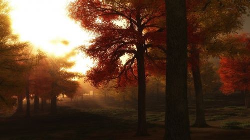 autumn trees golden light sunrise through trees