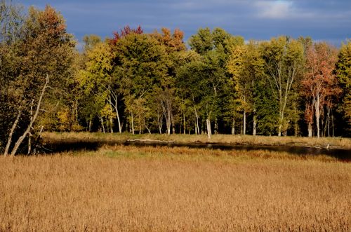 Autumn Trees