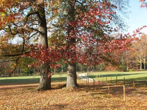 autumn trees fall autumn